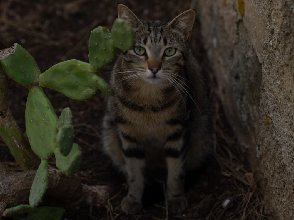 NERA_DAY03_SONY_1907-scaled